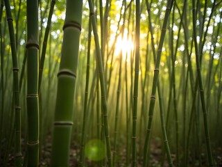 Bamboo Stalks with Sunlight, bamboo forest