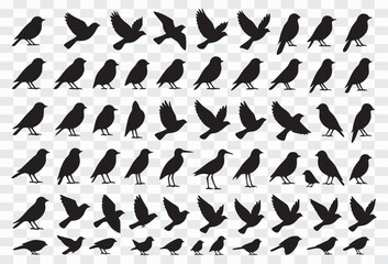 Silhouette Collection of Birds in Flight and Perched Poses Bird Silhouette Vector – Flying and Perched Bird Outline Design
