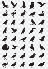 Silhouettes of Various Bird Species in Flight and Perched Positions