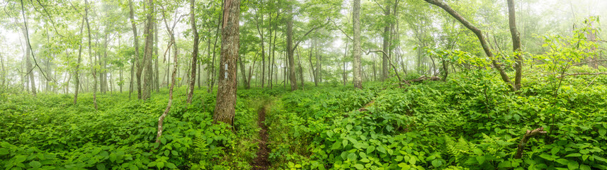 Fototapeta premium Foggy Forest Along the Appalachian Trail in Shenandoah