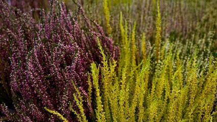 Vibrant Autumn Heather Blossoms in Detail