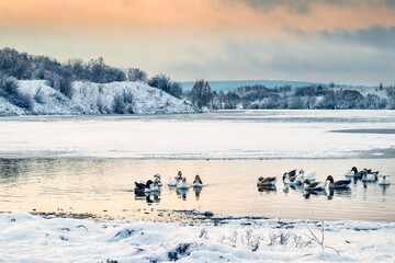 Flock of geese swimming in river among winter landscape at sunset, picturesque nature scene with...
