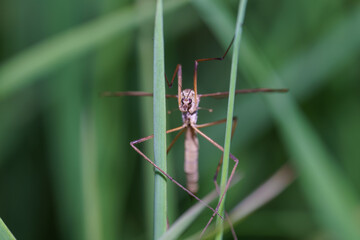 Close-up view of a slender insect resting among green grass in a tranquil outdoor setting