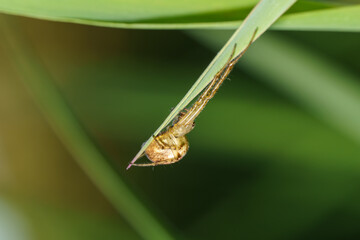 Spider balances on a green leaf in a natural setting during daylight hours