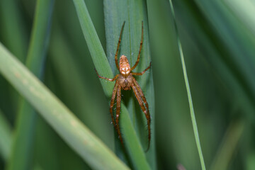 Brown spider camouflaged among green grass in a natural setting during daytime