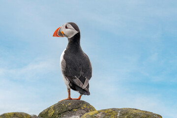 Puffin standing on a rock, close up