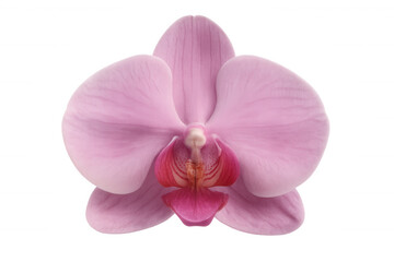 Fototapeta premium Pink orchid flower blooming on a transparent background, perfect for nature and beauty projects
