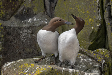 Fototapeta premium Common Guillemots courting on a rock, close up