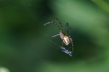 Spider spinning a delicate web in a lush green garden during early morning light