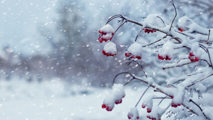 Branches with red berries covered in fresh snow during snowfall, winter atmospheric landscape in...