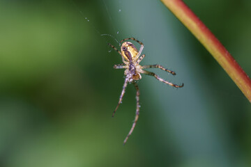 Spider spins web in lush garden setting during sunny afternoon hours