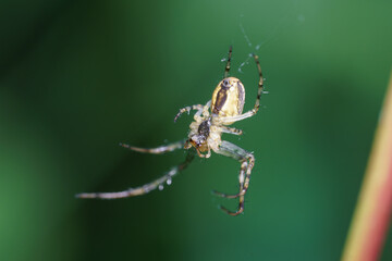 Bright yellow spider spinning its web in a vibrant green garden during daylight hours