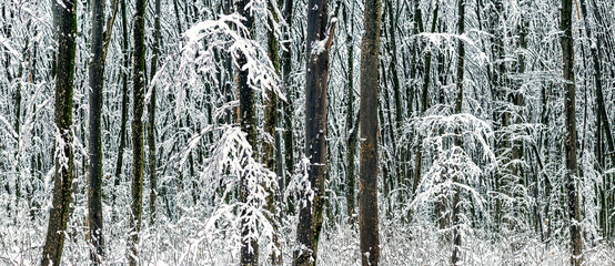 Obraz premium Snowy winter forest with snow-covered trees and path, atmospheric natural landscape in cold tones, seasonal background for design and decorative projects