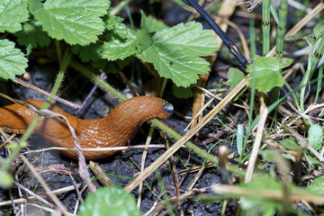 Orange slug moving through green foliage in a natural environment during daytime