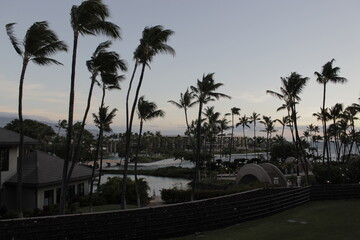Obraz premium palm trees at sunset