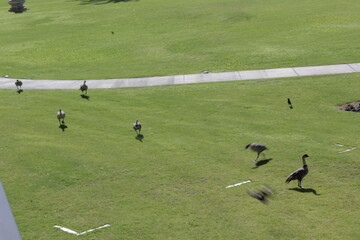 Obraz premium geese