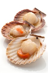 fresh scallops isolated on white background
