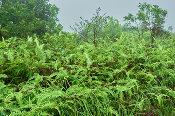 Dense growth of Dicranopteris linearis fern