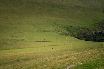 Flock of Sheep Grazing on Hillside in the Faroe Islands