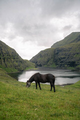 horse on the mountain and sea in Faroe Islands