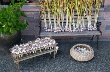 Rustic Outdoor Still Life with Garlic, Bench, and Wicker Basket – Traditional Protection Symbol