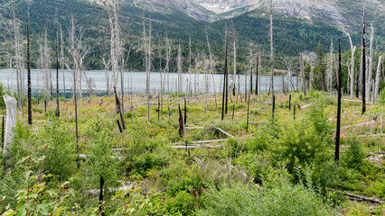 A varied trail where waterfalls highlight the changing beauty of mountains, lakes and forests in Waterton lake national park, Alberta, Canada