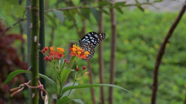 Beautiful blue tiger butterfly (tirumala limniace) on the flower.
