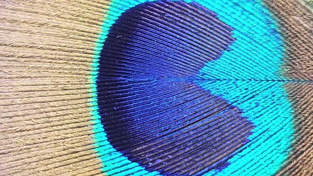 peacock feather close up