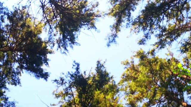 Gaudineer knob mountain of Monongahela national forest looking up low angle 360 rolling roll handheld shot view on pine trees, sun sunlight sunrays