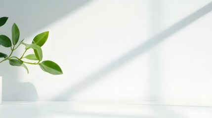 Green Leaves in White Pot with Shadow and White Wall Background in Daylight