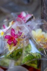 Orchids packed in plastic bags