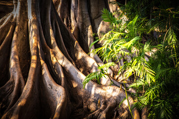 Roots of an Elderly Tree