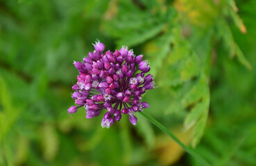Close-up of a vibrant purple Allium flower in full bloom, with green foliage