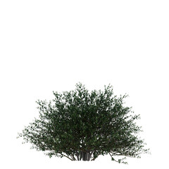Ilex crenata (Japanese Holly) Dense Green Shrub Isolated on Transparent Background