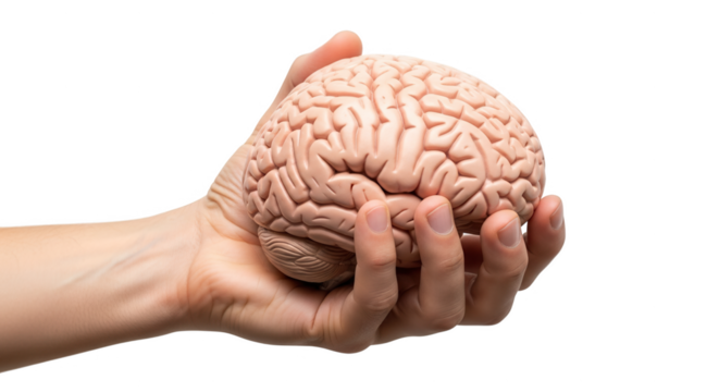 Human brain model held in hand for medical science education and mental health awareness concept image on transparent background