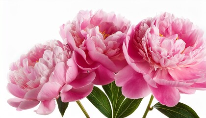 pink peony flowers isolated on white