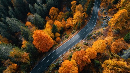 Autumnal forest road. Aerial view of a winding road through a vibrant autumn forest