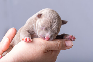 Newborn puppy sleeping peacefully in gentle human hands on soft gray background. concept of love,...