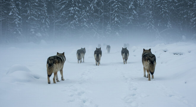Wild wolf pack on a journey, walking away through a heavy snowstorm in a cold winter forest landscape