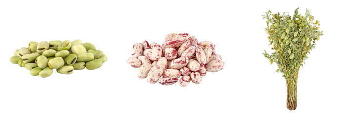 Fresh trio of fava beans, cranberry beans, and green chickpeas, arranged in line-up.