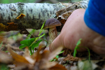 ​A hand carefully picks a young mushroom growing near the base of a birch trunk, covered with moss and fallen leaves. 