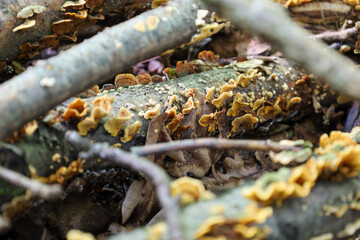 Abandoned wood and fallen leaves in a forest, covered with small, mushroom-like growths. This shot shows the natural process of decomposition and highlights the texture and details of the forest floor