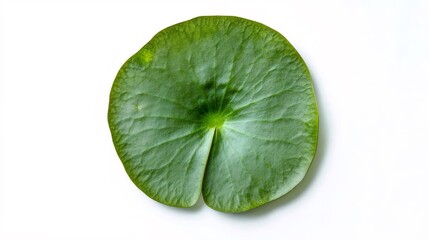 Fototapeta premium 白背景に浮かぶ緑色の円形葉のクローズアップ写真