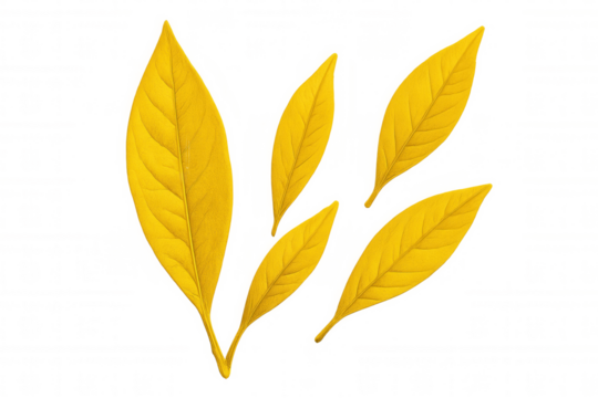 Five vibrant yellow autumn leaves falling gracefully on a transparent background, creating a serene and natural autumnal scene - Powered by Adobe