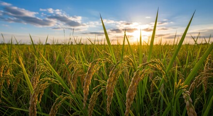 Obraz premium Golden Rice Field at Sunset with Sun Rays