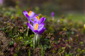 crocus flowers in the garden -  spring flowers