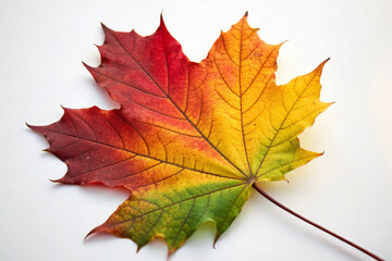 Obraz premium Autumn leaf on a white background, displaying a stunning gradient of fall colors.