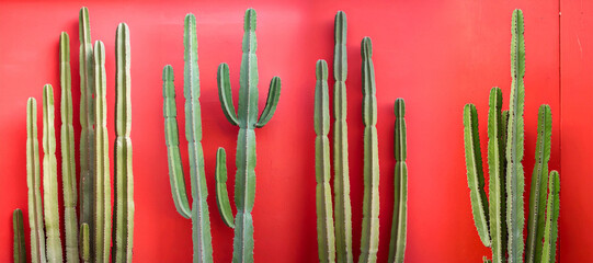 Tall green cacti with vertical stems stand against a vibrant red wall, creating striking contrast and symmetry. Natural textures meet bold color in this eye-catching botanical composition.