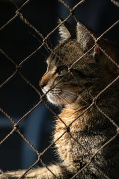 Retrato em perfil de gato tigrado atr&aacute;s de tela de prote&ccedil;&atilde;o com luz dram&aacute;tica e fundo escuro