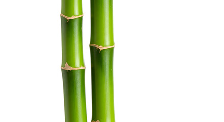 Obraz premium Serene Bamboo Stalks: Two vibrant, slender bamboo stalks, standing tall and serene against a pristine, minimalist backdrop, symbolizing growth, resilience, and the beauty of natural simplicity.
